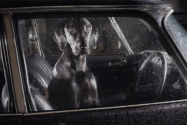The silence of dogs in cars, Martin Usborne