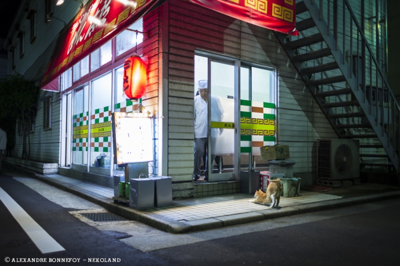 Nekoland, une vie de chat au Japon