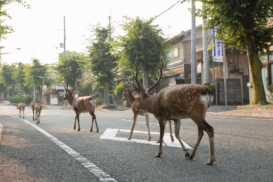 Deer-On-Road