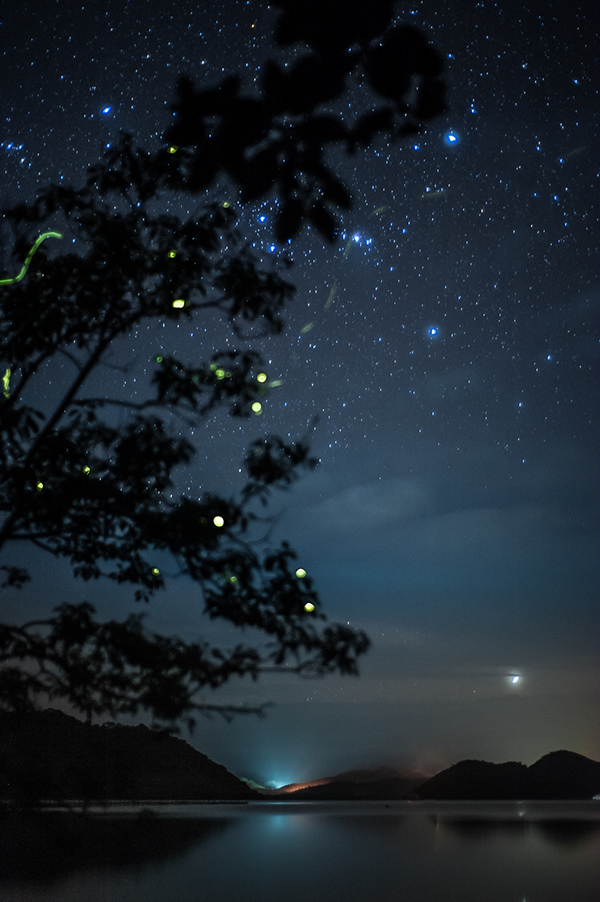 Fireflies in a mangrove tree. Coron, Palawan (2009)