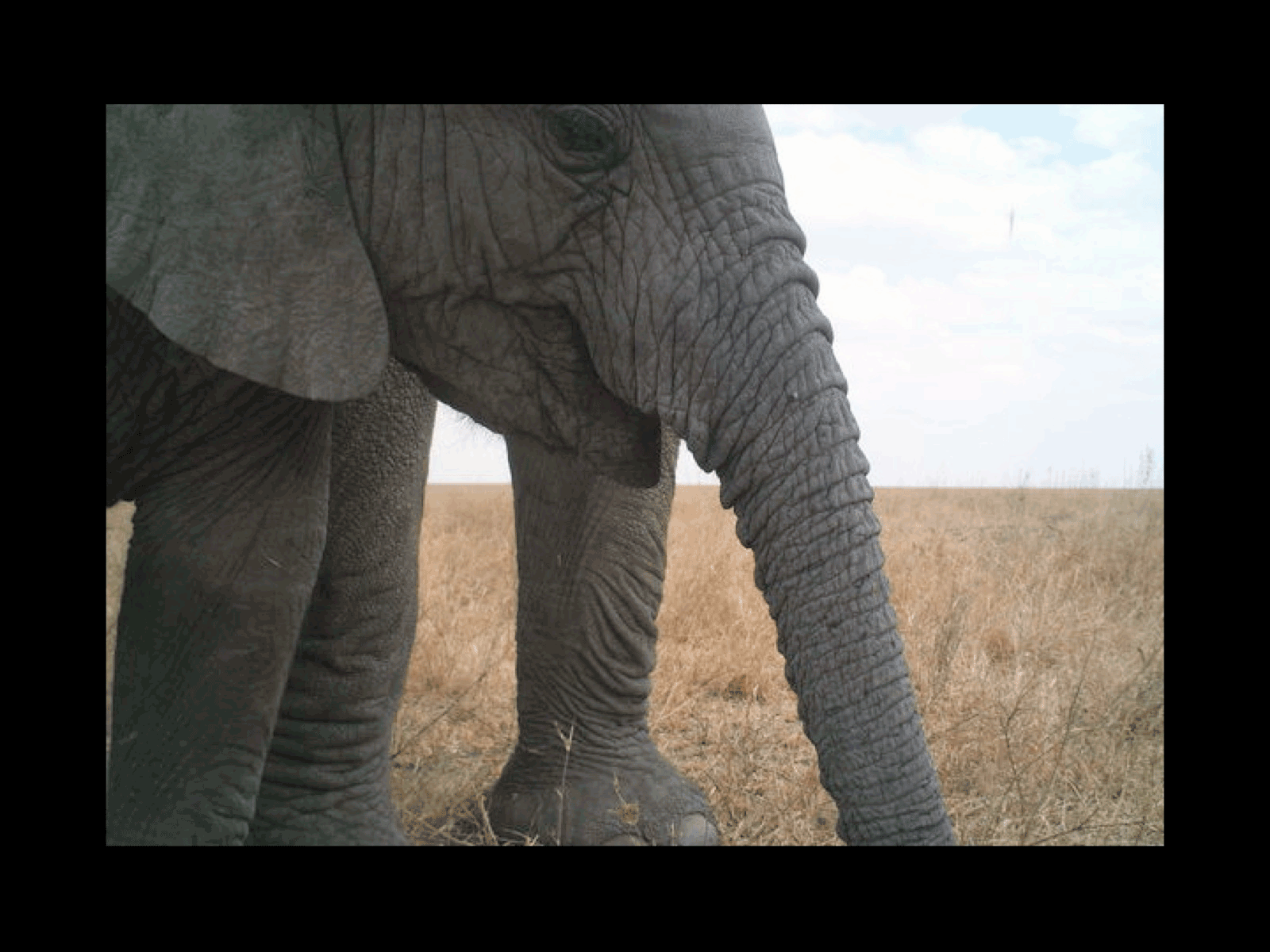 elephant-gif-serengeti